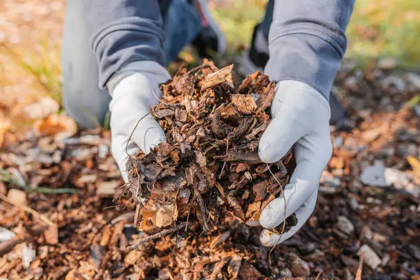 Mulching Mulching