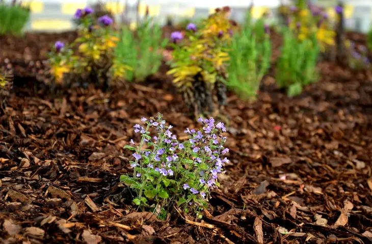 Reputable Mulching Acworth GA