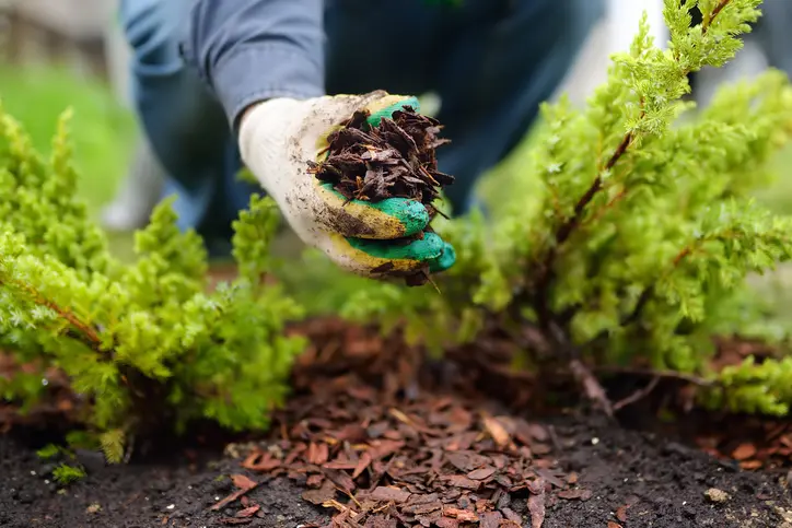 Types Of Mulch And Their Impact On Landscape Aesthetics in Acworth GA
