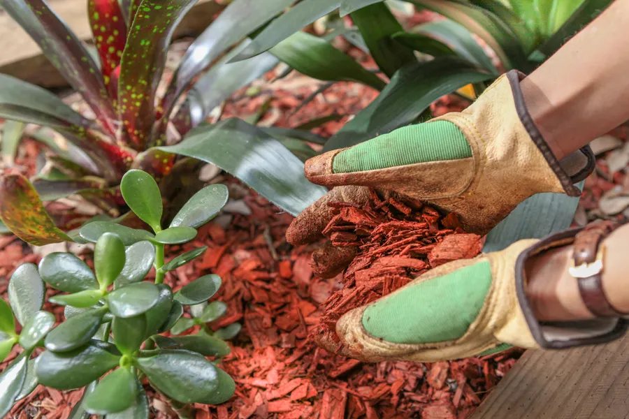 How Mulching Improves Soil Health and Plant Growth Flowery Branch, GA