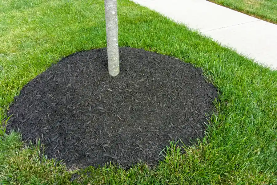 How Mulching Improves Soil Health and Plant Growth in Flowery Branch, GA